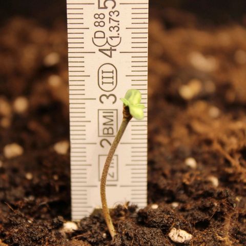 Hulk #1 growlog timeline photo