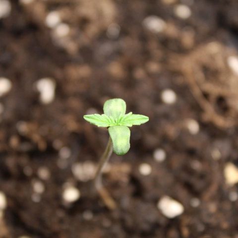 Hulk #1 growlog timeline photo
