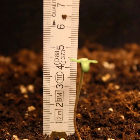 Hulk #1 growlog timeline photo