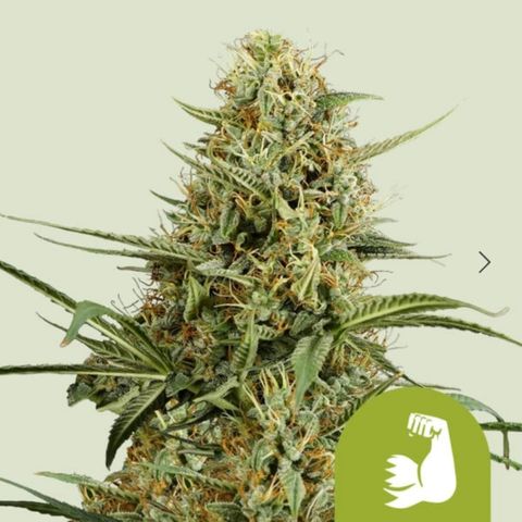 Hulk #1 growlog timeline photo