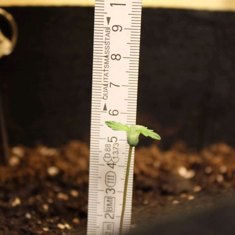 Hulk #1 growlog timeline photo
