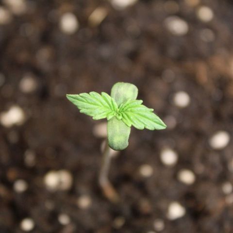 Hulk #1 growlog timeline photo