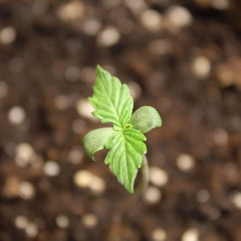 Hulk #1 growlog timeline photo