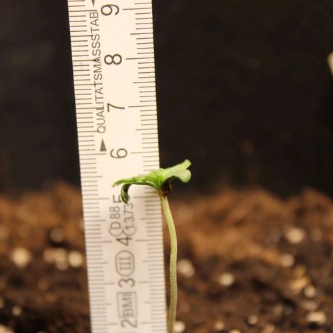 Hulk #1 growlog timeline photo