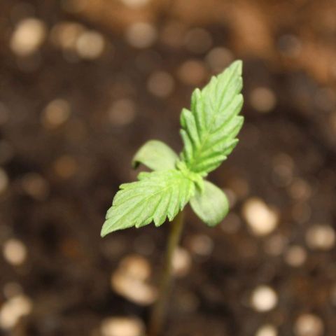 Hulk #1 growlog timeline photo