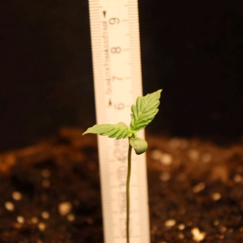 Hulk #1 growlog timeline photo