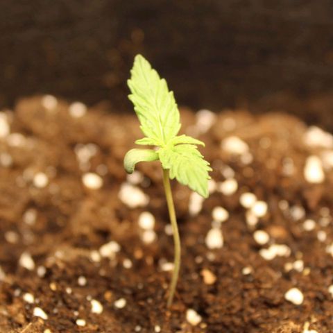Hulk #1 growlog timeline photo