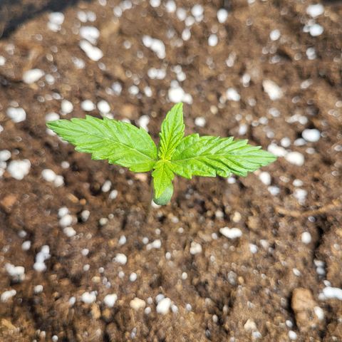 Hulk #1 growlog timeline photo