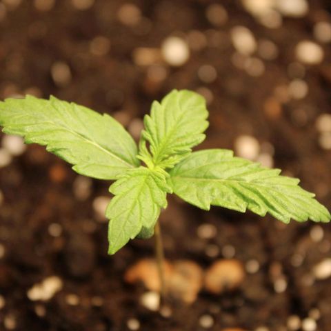 Hulk #1 growlog timeline photo