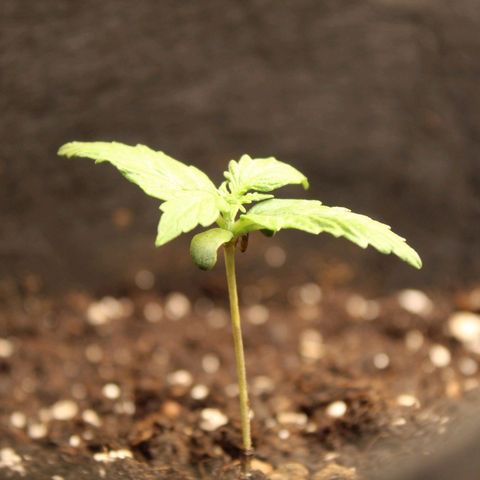 Hulk #1 growlog timeline photo
