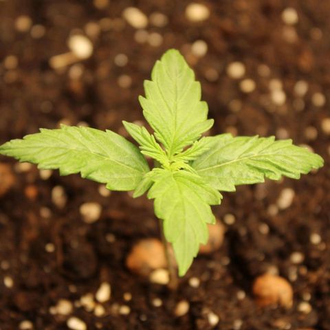Hulk #1 growlog timeline photo