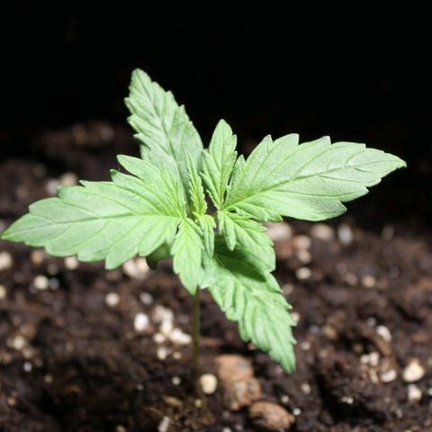 Hulk #1 growlog timeline photo