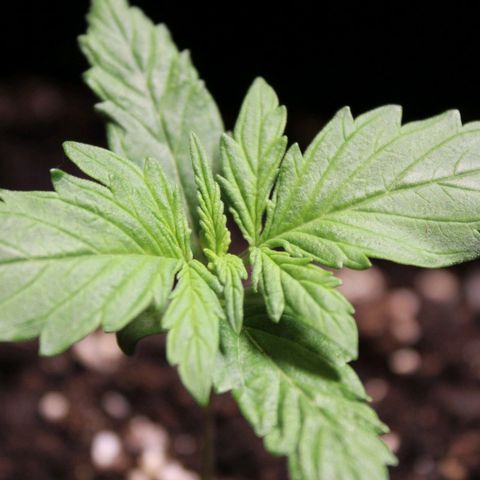 Hulk #1 growlog timeline photo