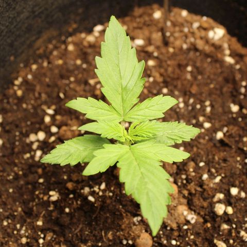 Hulk #1 growlog timeline photo