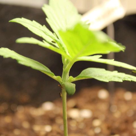 Hulk #1 growlog timeline photo