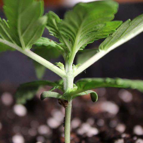 Hulk #1 growlog timeline photo