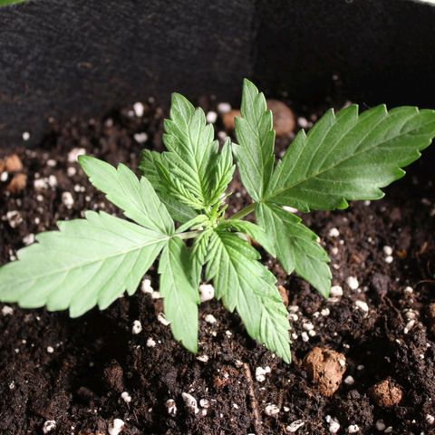 Hulk #1 growlog timeline photo