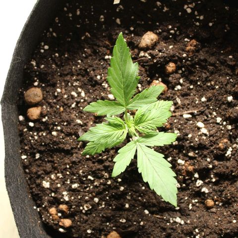Hulk #1 growlog timeline photo