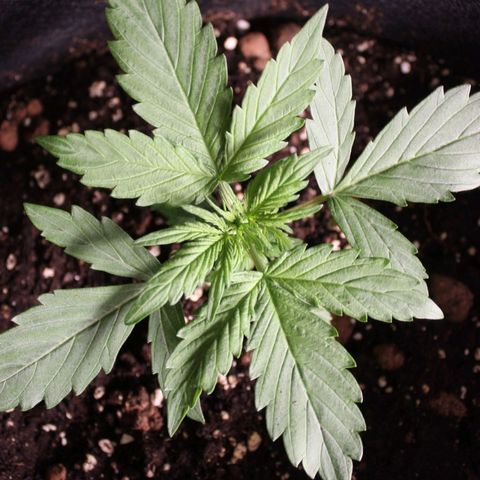 Hulk #1 growlog timeline photo