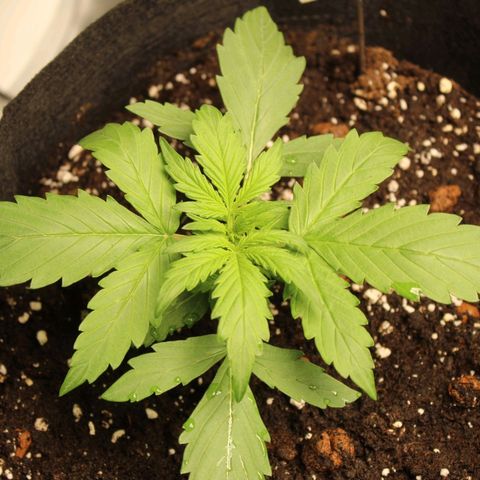 Hulk #1 growlog timeline photo