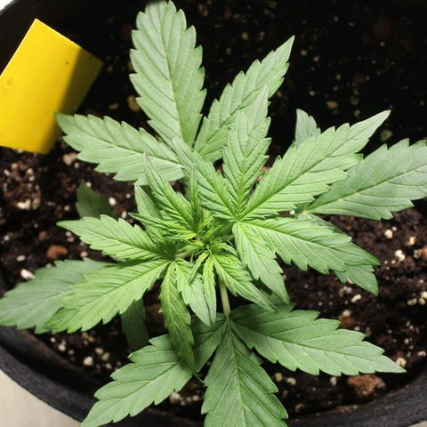 Hulk #1 growlog timeline photo
