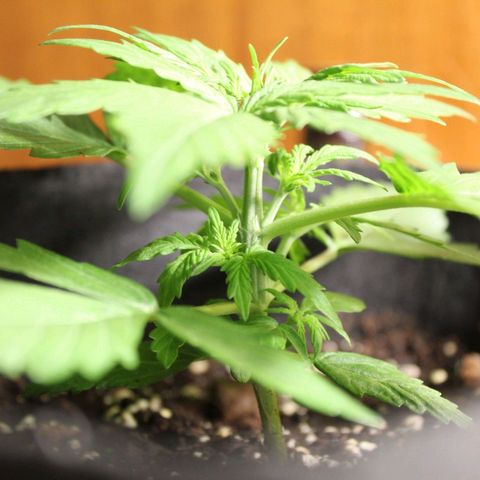 Hulk #1 growlog timeline photo