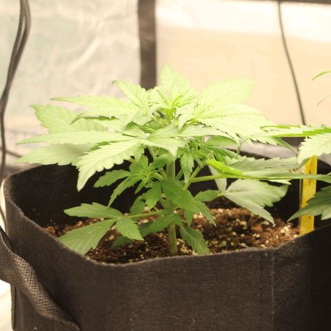 Hulk #1 growlog timeline photo
