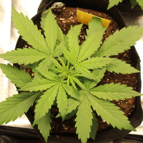 Hulk #1 growlog timeline photo