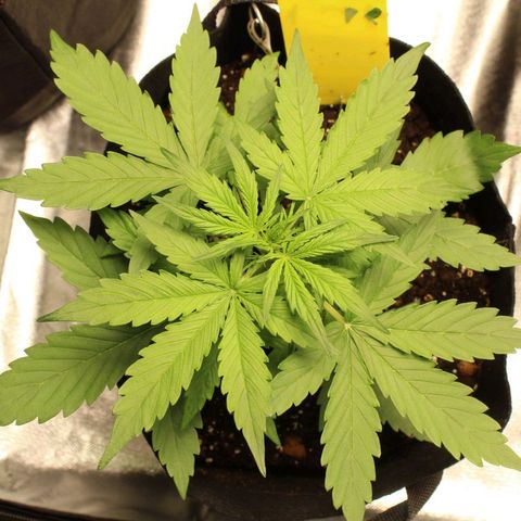 Hulk #1 growlog timeline photo