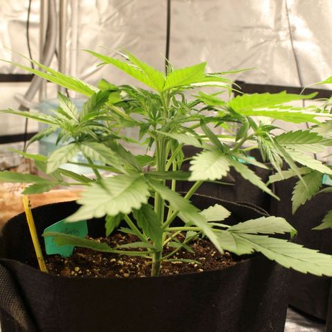 Hulk #1 growlog timeline photo