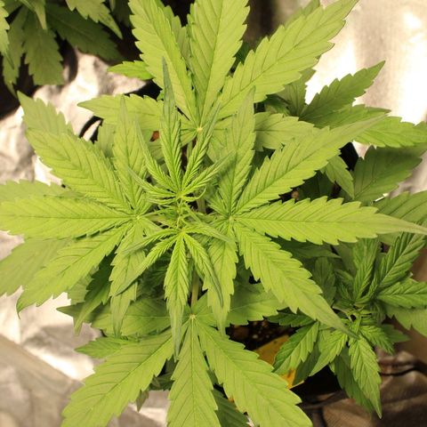 Hulk #1 growlog timeline photo
