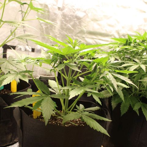 Hulk #1 growlog timeline photo