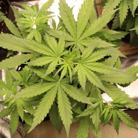 Hulk #1 growlog timeline photo