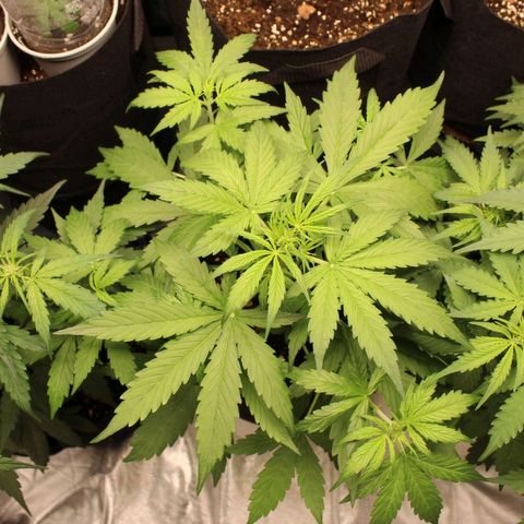 Hulk #1 growlog timeline photo