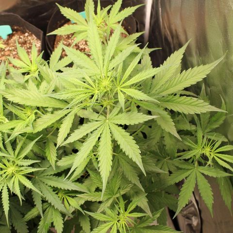 Hulk #1 growlog timeline photo