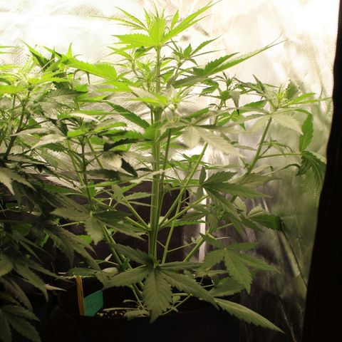 Hulk #1 growlog timeline photo