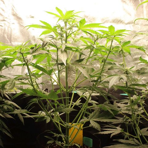 Hulk #1 growlog timeline photo