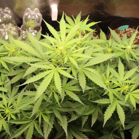 Hulk #1 growlog timeline photo