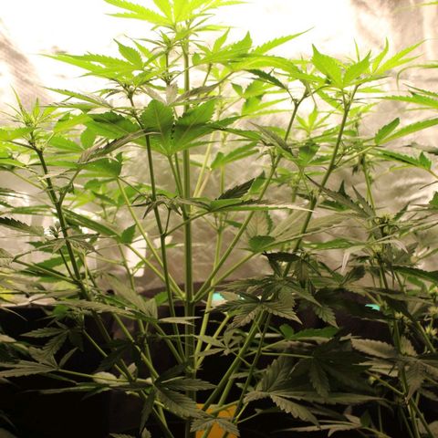 Hulk #1 growlog timeline photo