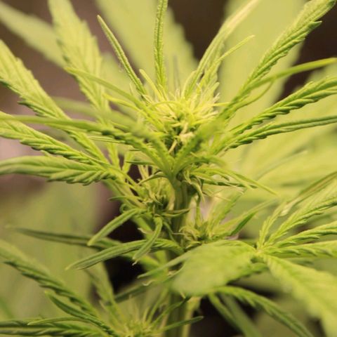 Hulk #1 growlog timeline photo