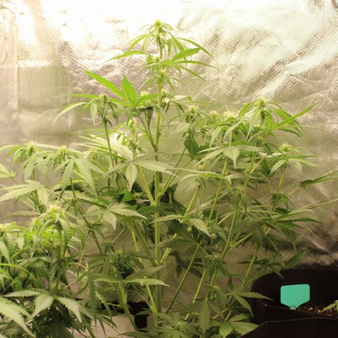 Hulk #1 growlog timeline photo
