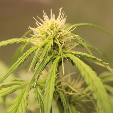Hulk #1 growlog timeline photo