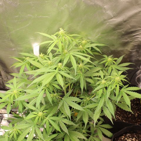 Hulk #1 growlog timeline photo