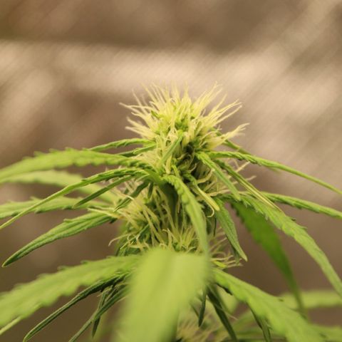 Hulk #1 growlog timeline photo