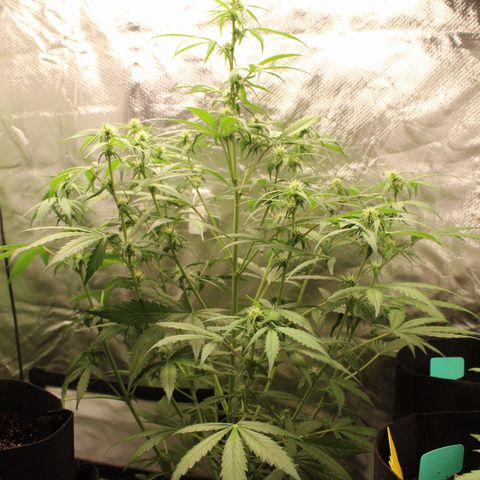 Hulk #1 growlog timeline photo