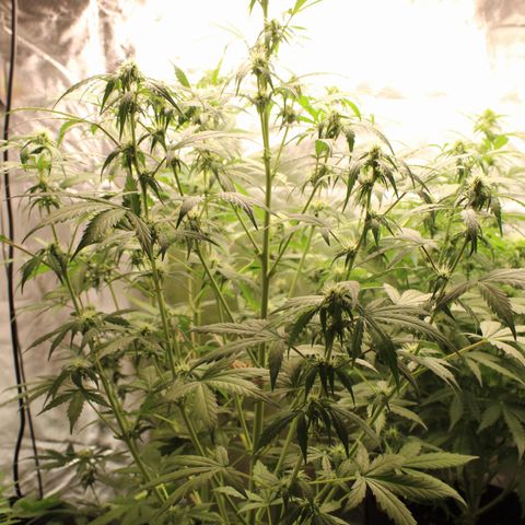 Hulk #1 growlog timeline photo