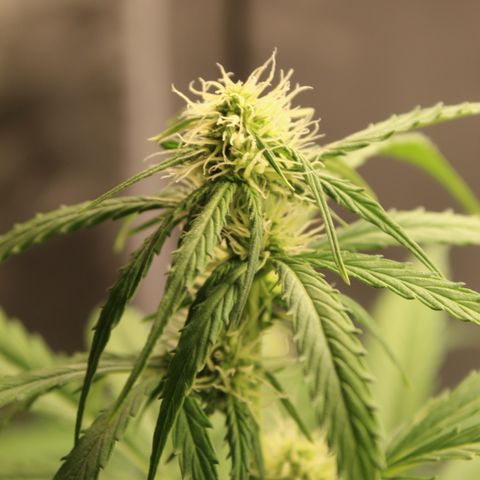 Hulk #1 growlog timeline photo