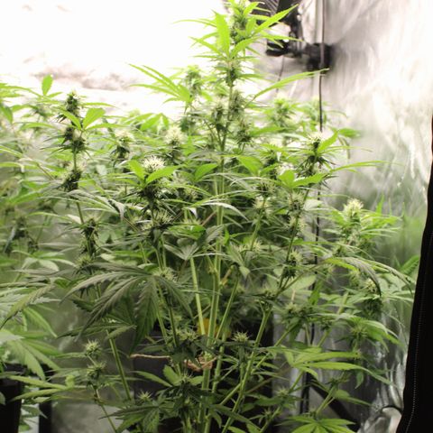 Hulk #1 growlog timeline photo