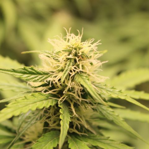 Hulk #1 growlog timeline photo
