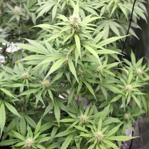 Hulk #1 growlog timeline photo